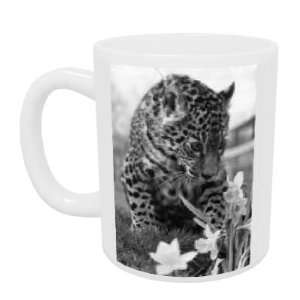 At only 7 months old Jasmin the Jaguar cub   Mug   Standard Size