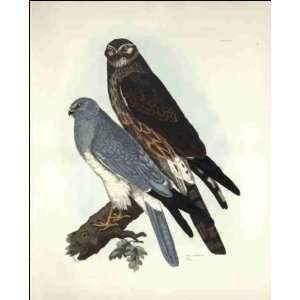  Reprint Hen Harriers 1841