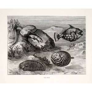 1874 Wood Engraving Japan Japanese Sea Fish Water Eel Puffer Native 