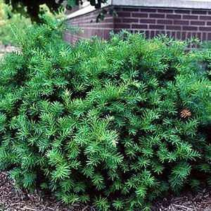  DENSIFORMIS YEW / 1 gallon Potted Patio, Lawn & Garden