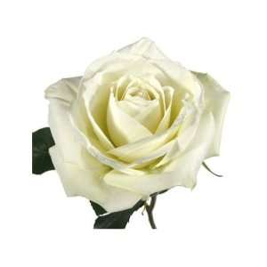 Roses   White / 10+ Dozen   50cm Stems Bulk  Grocery 