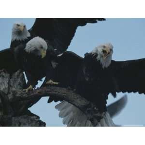 Northern American Eagles Struggle for a Perch Photographers 