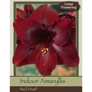  Red Pearl Single Amaryllis Patio, Lawn & Garden