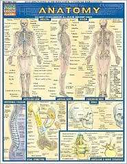 Anatomy Laminate Reference Chart The Most Comprehensive All In One 