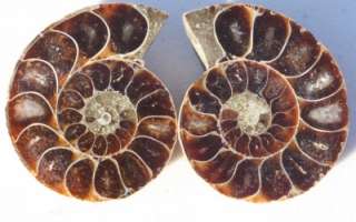   Polished Ammonite Fossil Rainbow Opalized Shell 112 million years old