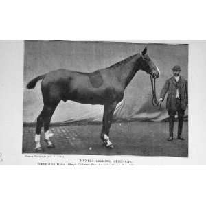 Antique Portrait 1897 Hunter Gelding Horse Gendarme 