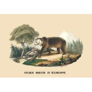  Ours Brun dEurope (European Brown Bear) 12x18 Giclee on 