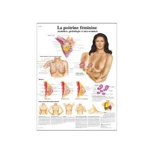   Self Examination Chart, French), Poster Size 20 Width x 26 Height