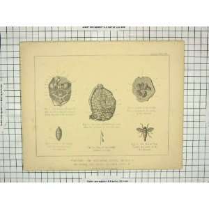  Anatomy Abdominal Viscera Kidneys Gadfly Kidneys Larvae 