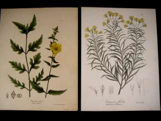 Lot of 7 botanical lithographs 1842 New York Endicott  