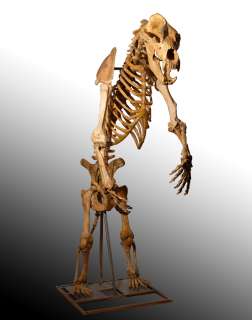 An enormous, Prehistoric fully articulated skeleton of a male Cave 