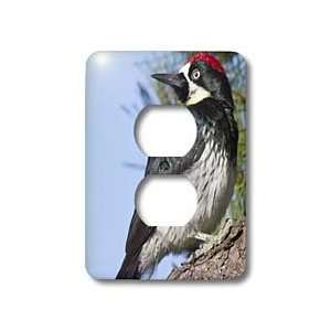  VWPics Birds   Acorn Woodpecker.(Melanerpes formicivorus 