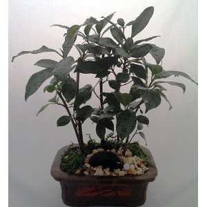 Chinese Ginseng Mini Bonsai Trees   Ficus   Etched Brick Pot  