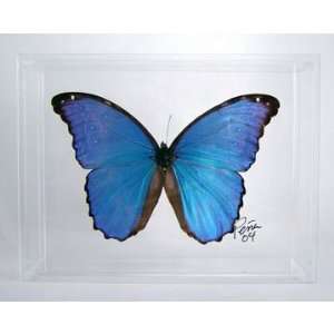  Real Butterfly   single Morpho Didius in acrylic case 