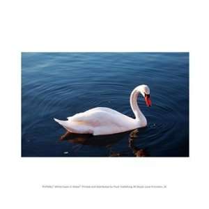  White Swan In Water 10.00 x 8.00 Poster Print