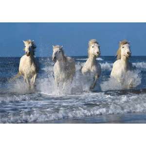  White Horses ClearView HD Jigsaw Puzzle 500pc Toys 