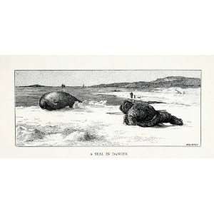  1907 Wood Engraving Eskimo Hunting Fur Seal Mammal Marine 