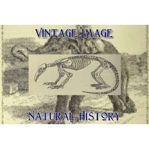   Key Ring Vintage Natural History Image Skeleton of the Great Anteater