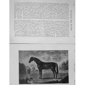 1905 Antique Portrait NewcombS Bay Arabian Horse