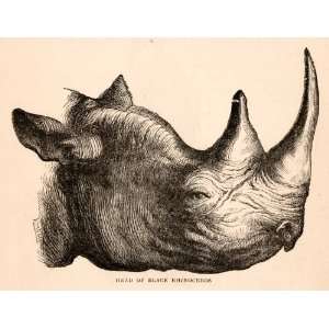1868 Wood Engraving Head Black Rhinoceros Bust Africa Animal Hook 