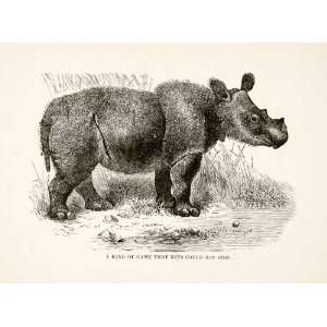  1884 Wood Engraving Africa Rhinoceros Rhinos Game Prey 
