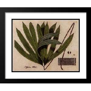  Grevelle Framed and Double Matted 25x29 Polypodium 