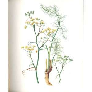   Perrin Ltd Ed 1914 Flowering Plant The Common Fennel