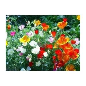  Poppy Mix   Papaver Seed   1 oz Seed Packet Patio, Lawn & Garden