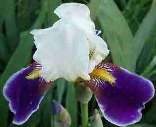 White Violet Bearded Irises rhizomes, iris flower bulbs  