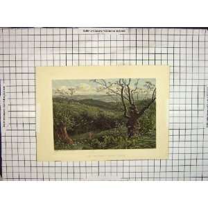  Hand Coloured Print High Beech Trees Epping Forest