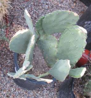 Opuntia Ficus Indica Big Thick Green One Pad 88  