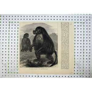  1877 Gelada Monkeys Alexandra Palace Animals Fine Art 