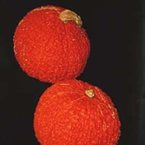  Red Warty Thing 10 Seeds   Squash or Gourd Patio, Lawn 