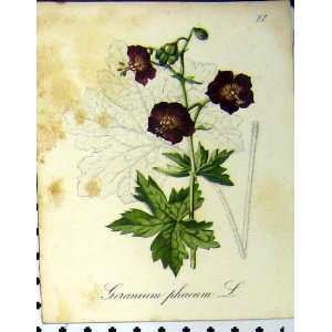  Geranium Phaeum 1879 Seboth Alpine Plant Nature Flower 