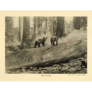 1928 Print Two Bear Cubs Log Sequoia National Park California Forest 