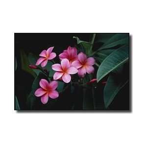  Plumeria Blooms Waimanalo Hawaii Giclee Print