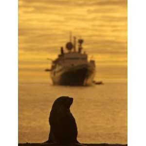  Antarctic Fur Seal and Expedition Ship, Antarctica Premium 