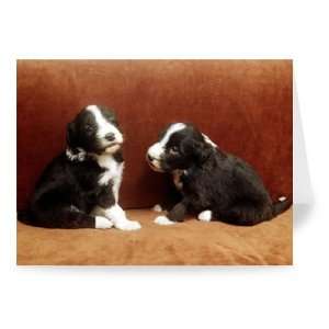 Two bearded collies puppies sitting on the   Greeting Card (Pack of 