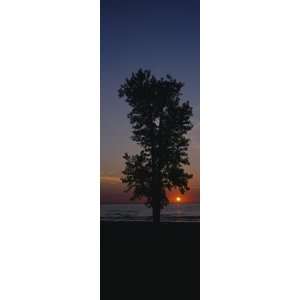  Silhouette of a Cotton Wood Tree at Sunrise, Lake Erie 