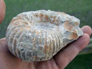 LARGE GENUINE Agadir Ammonite Fossil Morocco CLEARANCE SALE 1p 