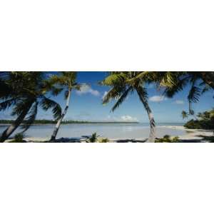  Palm Trees on the Beach, Mataiva, Tuamoto Islands, French 