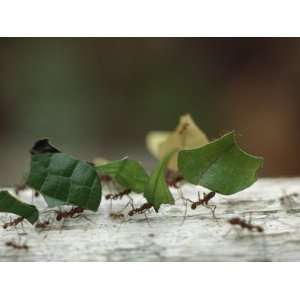  Leaf Cutter Ants near Sao Gabriel,  River Basin 