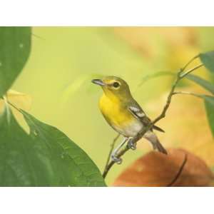  Yellow Throated Vireo (Vireo Flavifrons), North America 