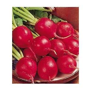  CRIMSON GIANT Radish FORDHOOK COLLECTION Patio, Lawn 