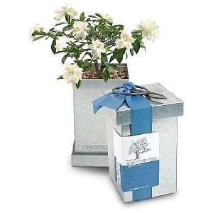  Bonsai Gardenia Kit Patio, Lawn & Garden