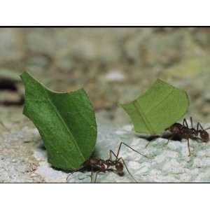  A Close View of Leaf Cutter Ants Toting Leaf Pieces to 