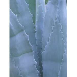 Leaves of Agave Plant, Arizona Sonora Desert Museum, Tucson, Arizona 