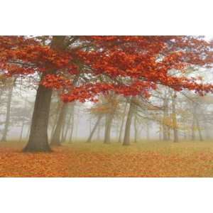  Donna Geissler 36W by 24H  Autumn Mist I CANVAS Edge 