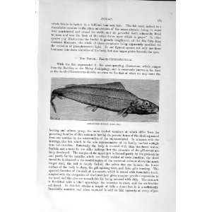   HISTORY 1896 LONG FINNED HERRING FISH SAURODONT
