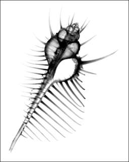 Xray print of a venus comb murex, Seashell photography  